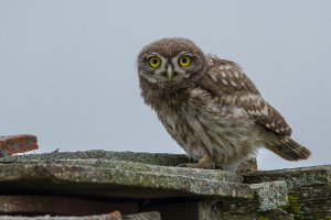 Little Owl