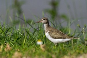 Common Sandpiper