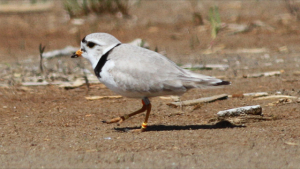Record shot of distant Piping Plover