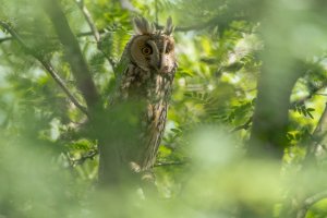 Long-eared Owl