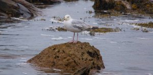 Herring Gull