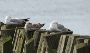 Herring gulls roosting