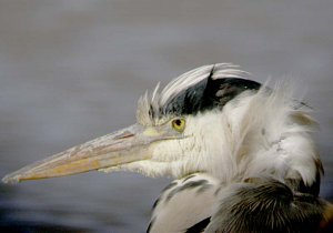 Grey Heron