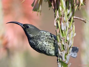 Scarlet-chested Sunbird