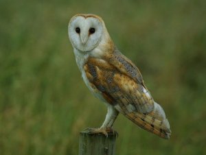 Barn Owl