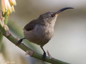 Mouse-colored Sunbird