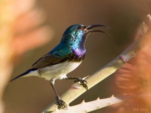 White-breasted Sunbird