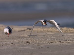 Common tern