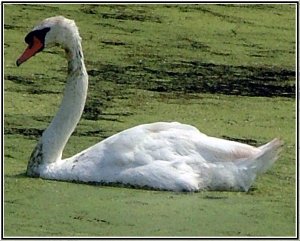 Dirty Swan