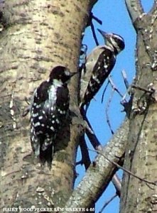 Two hairy woodpeckers