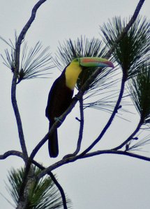 Keel-billed Toucan