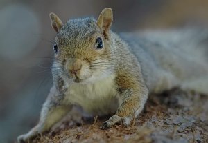 Curious squirrel!