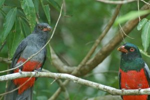 Slaty tailed trogans