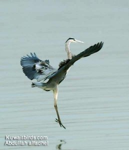 Dancing Heron