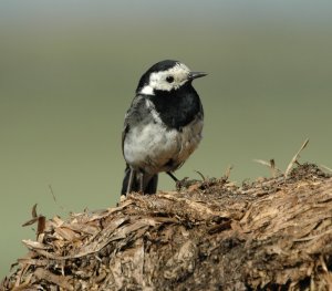 Pied wagtail