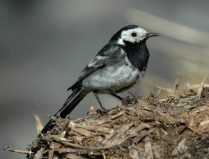 Pied wagtail again