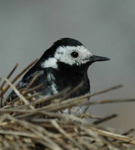 Pied wagtail - up close and personal