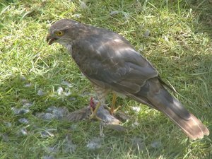 Sparrowhawk - That lives up to its name.