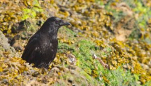 Carrion Crow