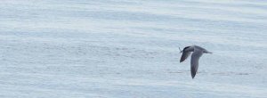 Common tern with sandeels