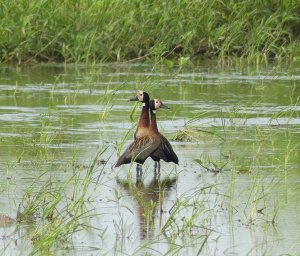 White-faced Whistling Ducks