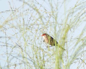 Common Waxbill in the grass