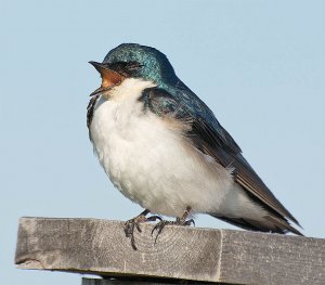 It's Fun Being a Tree Swallow!