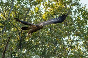 Lesser Spotted Eagle