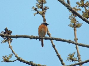 redstart