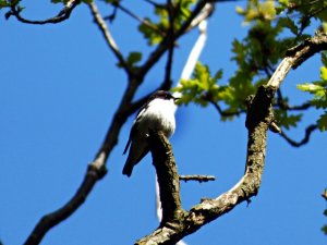 pied flycatcher