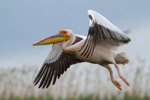 White Pelican