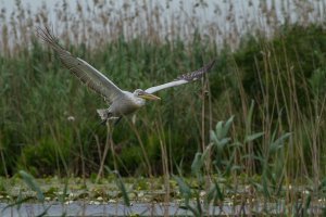 Dalmatian Pelican