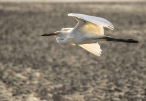 Snowy Egret