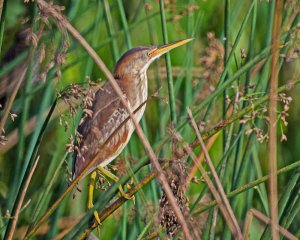 Least Bittern