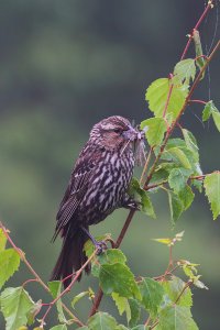 Red-winged Blackbird, female