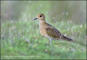 Golden Plover