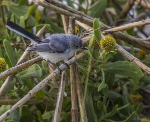 Blue-Gray Gnatcatcher