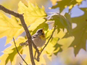 Northern Parula