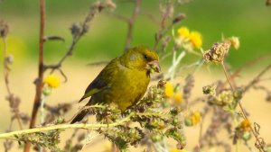 Greenfinch