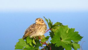 Corn Bunting (Juvenile)