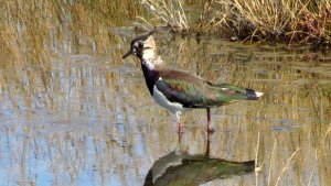 Lapwing