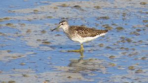 Wood Sandpiper