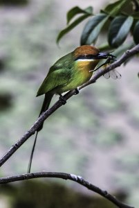 Bhm's bee-eater (Merops boehmi)