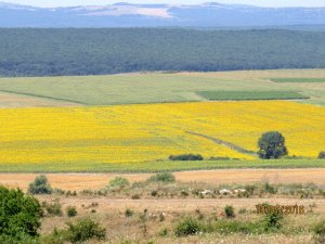 Sunflowers Byala