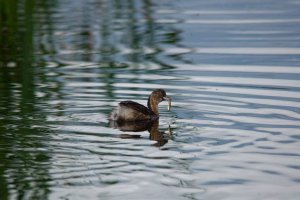 Little Grebe with Stickleback