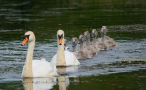 Mute swans with cygnets