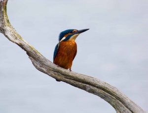 Kingfisher