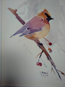 Cedar waxwing , watercolor