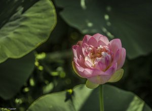 Lotus