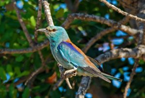 European Roller